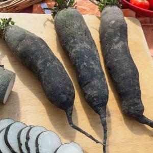 Radis Noir Long Poids d'Horloge - Légumes d'Autrefois